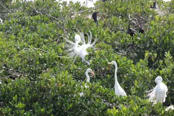 Le Barge Sightseeing Cruise Egrets