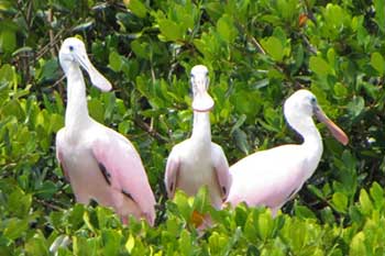 Le Barge Sightseeing Cruise Spoonbills