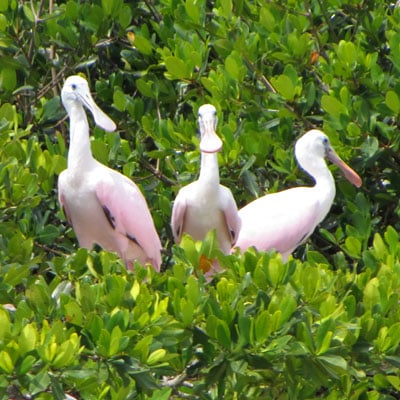 LeBarge Tropical Cruises Sarasota Spoonbill