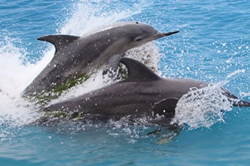 LeBarge Tropical Dolphin Cruise