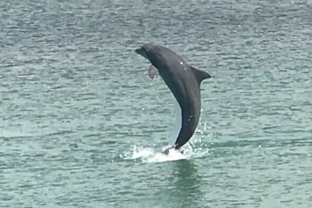 LeBarge Tropical Dolphin Jump Cruise Sarasota