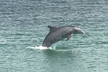 LeBarge Tropical Dolphin Jump Cruise