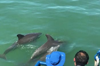LeBarge Tropical Dolphin Watch Cruises