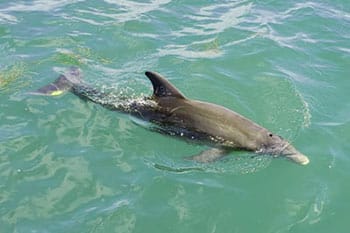LeBarge Tropical Dolphins Watch Cruise