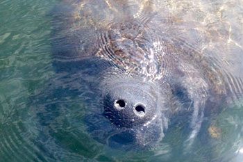 LeBarge Tropical Manatee Cruise