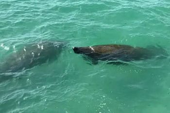 LeBarge Tropical Manatee Watch Cruise