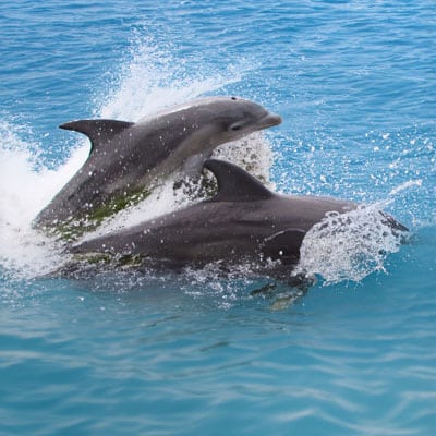 Dolphins swimming in the Sarasota Bay