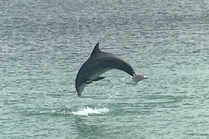 a bird flying over a body of water