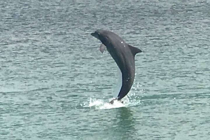 a bird swimming in water