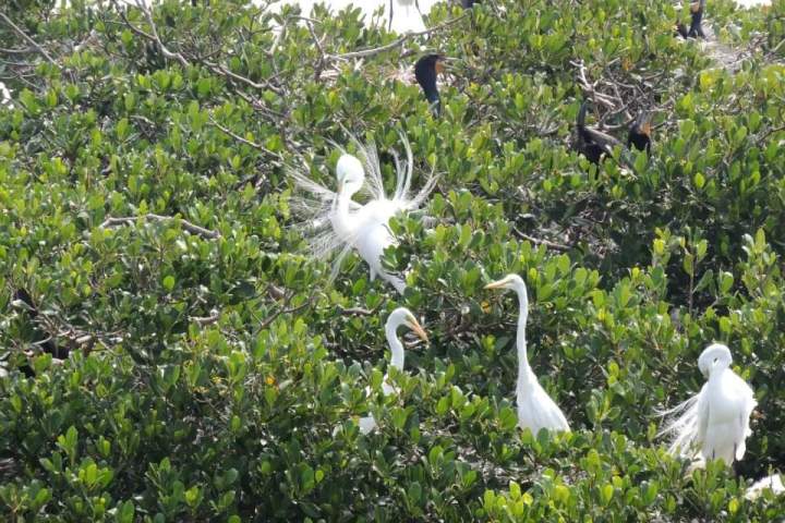 a flock of seagulls standing next to a body of water