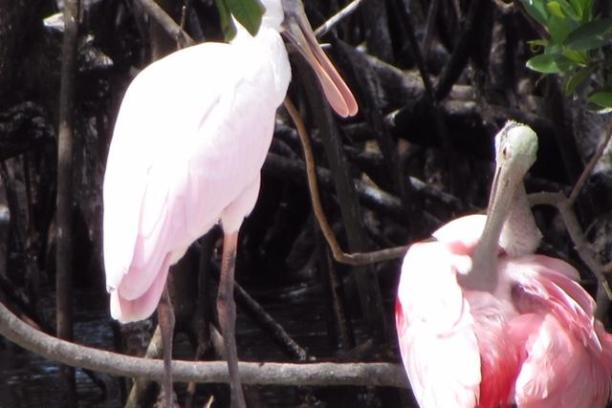 a bird standing on top of each other