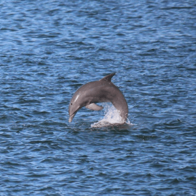 a bird flying over a body of water